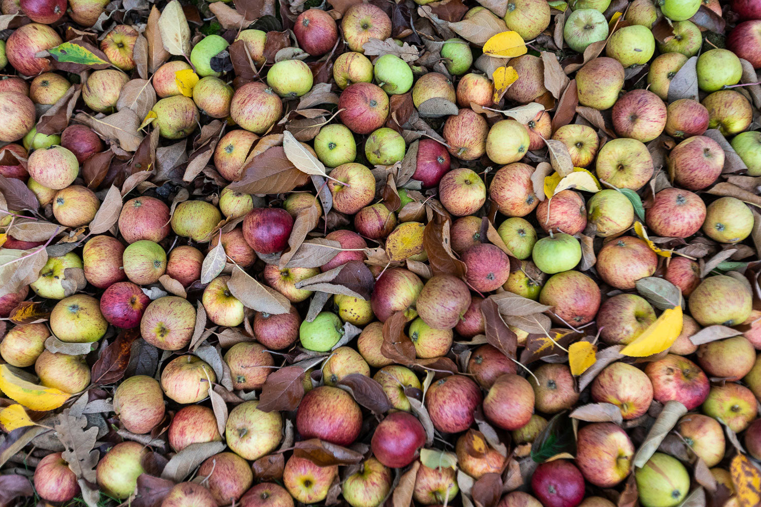 National Cider and Perry Championships